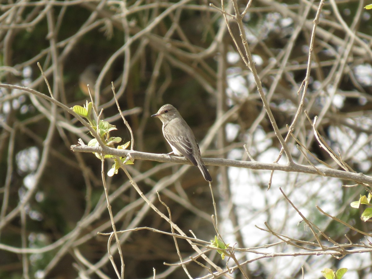 Spotted Flycatcher (Spotted) - Mark Smiles