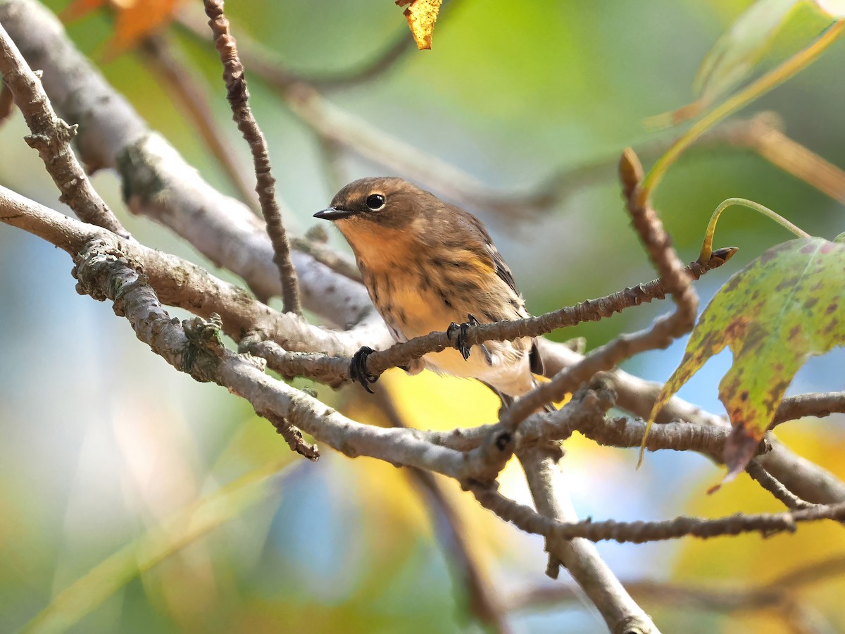 Yellow-rumped Warbler - ML610937423