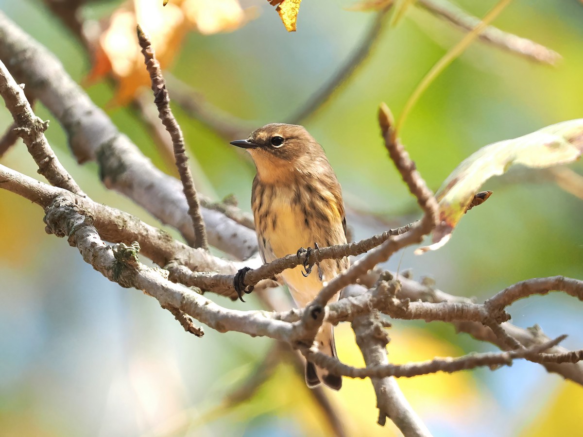 Yellow-rumped Warbler - ML610937424