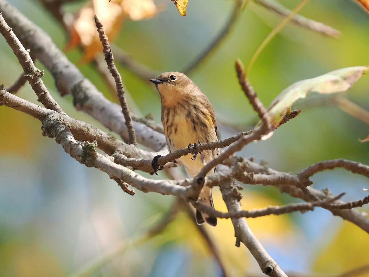 Yellow-rumped Warbler - ML610937425