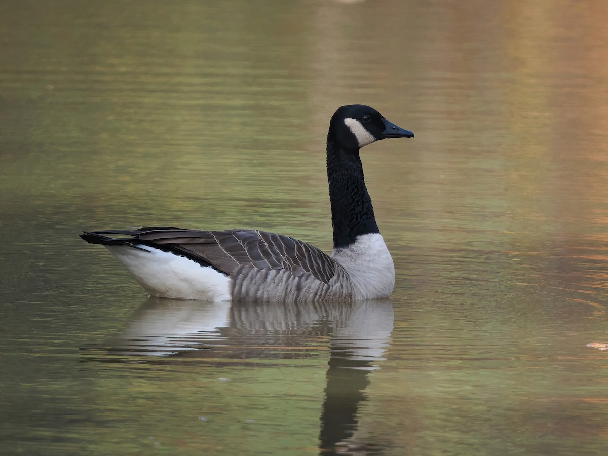 Canada Goose - ML610937433