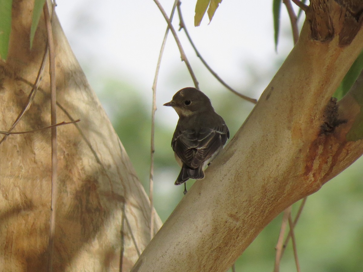 Semicollared Flycatcher - Mark Smiles