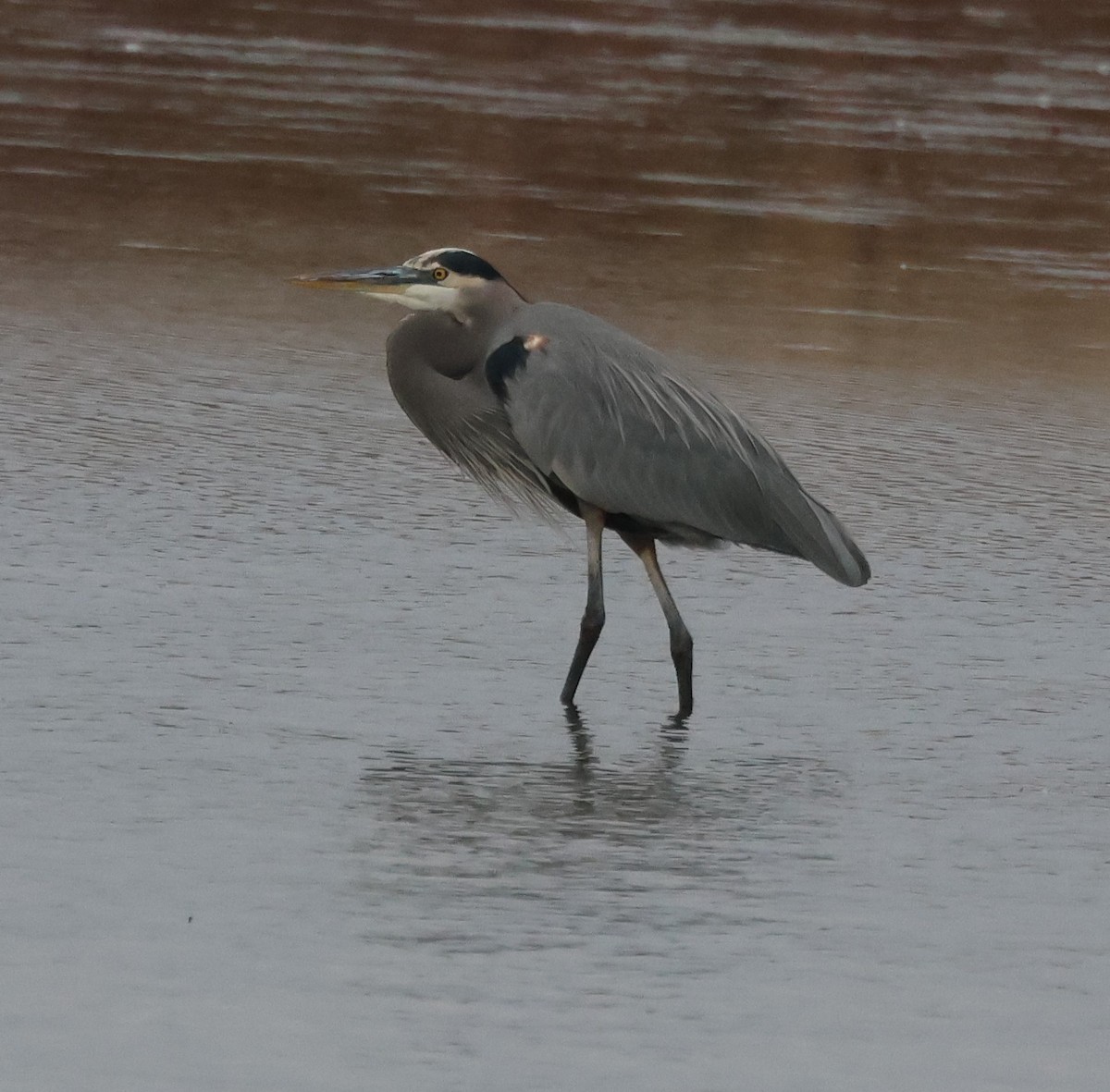 Great Blue Heron - ML610937469