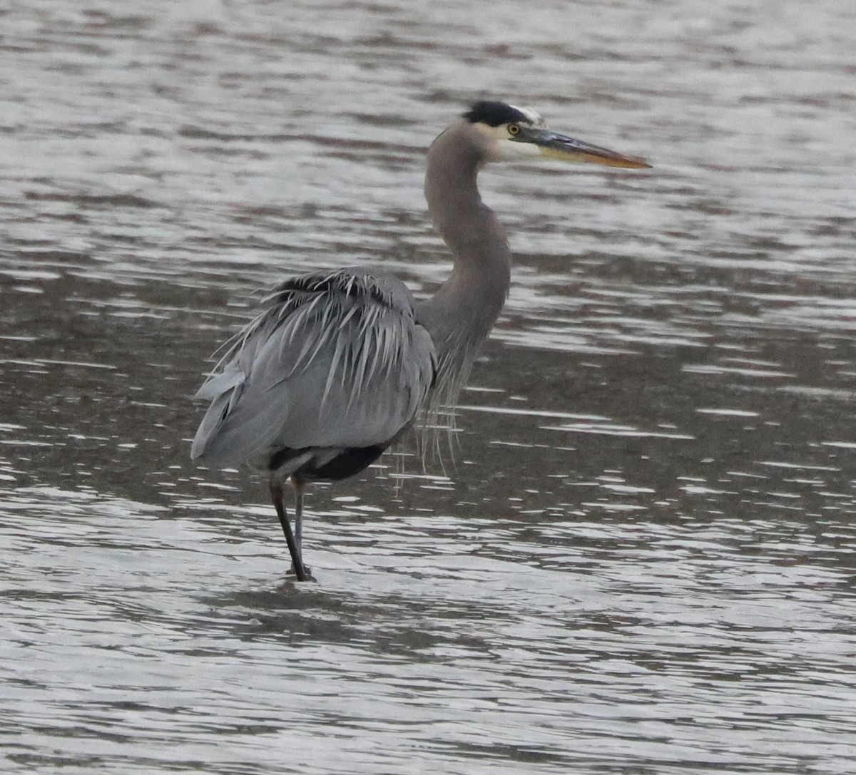 Great Blue Heron - ML610937470