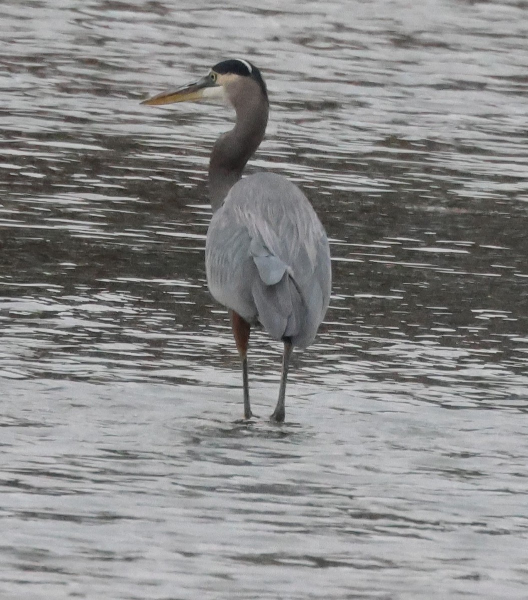 Great Blue Heron - ML610937471