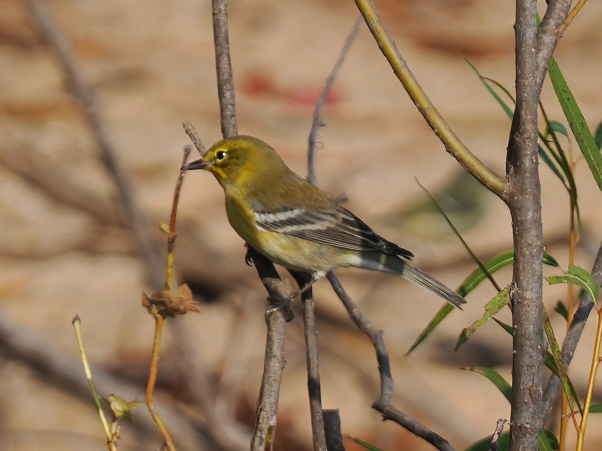 Pine Warbler - Daniel Kaplan