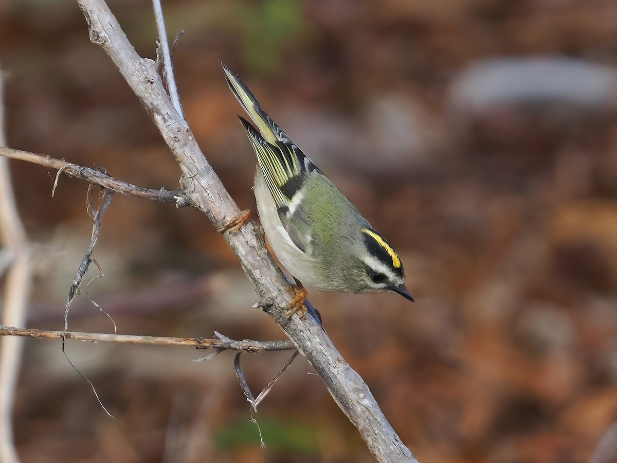 Golden-crowned Kinglet - ML610937534