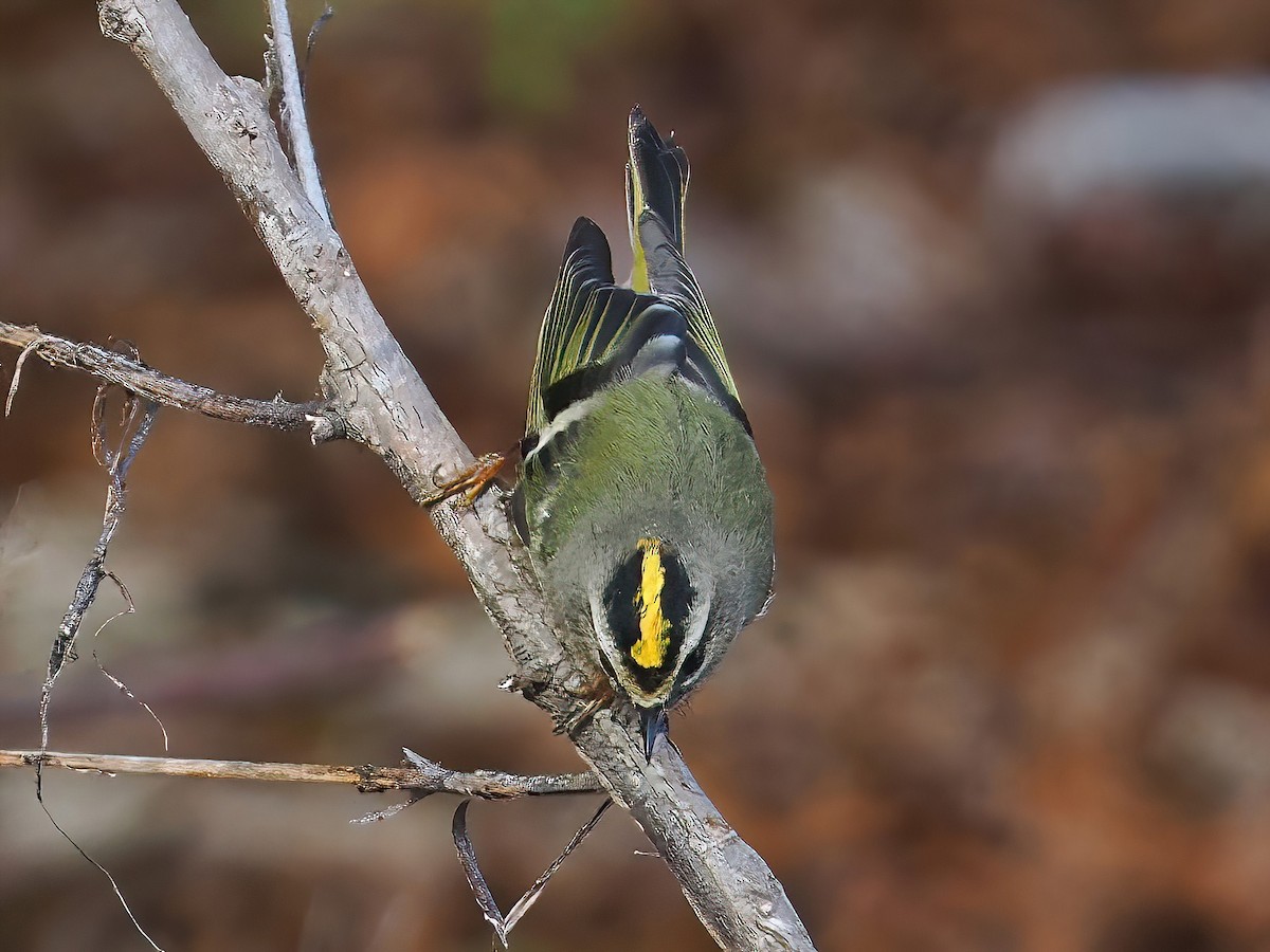 Golden-crowned Kinglet - ML610937535