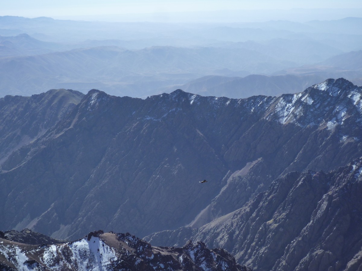 Bearded Vulture - ML610937536