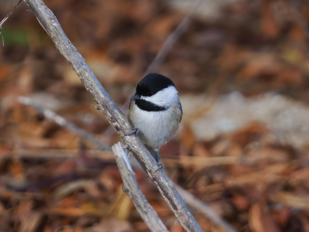 Carolina Chickadee - ML610937546