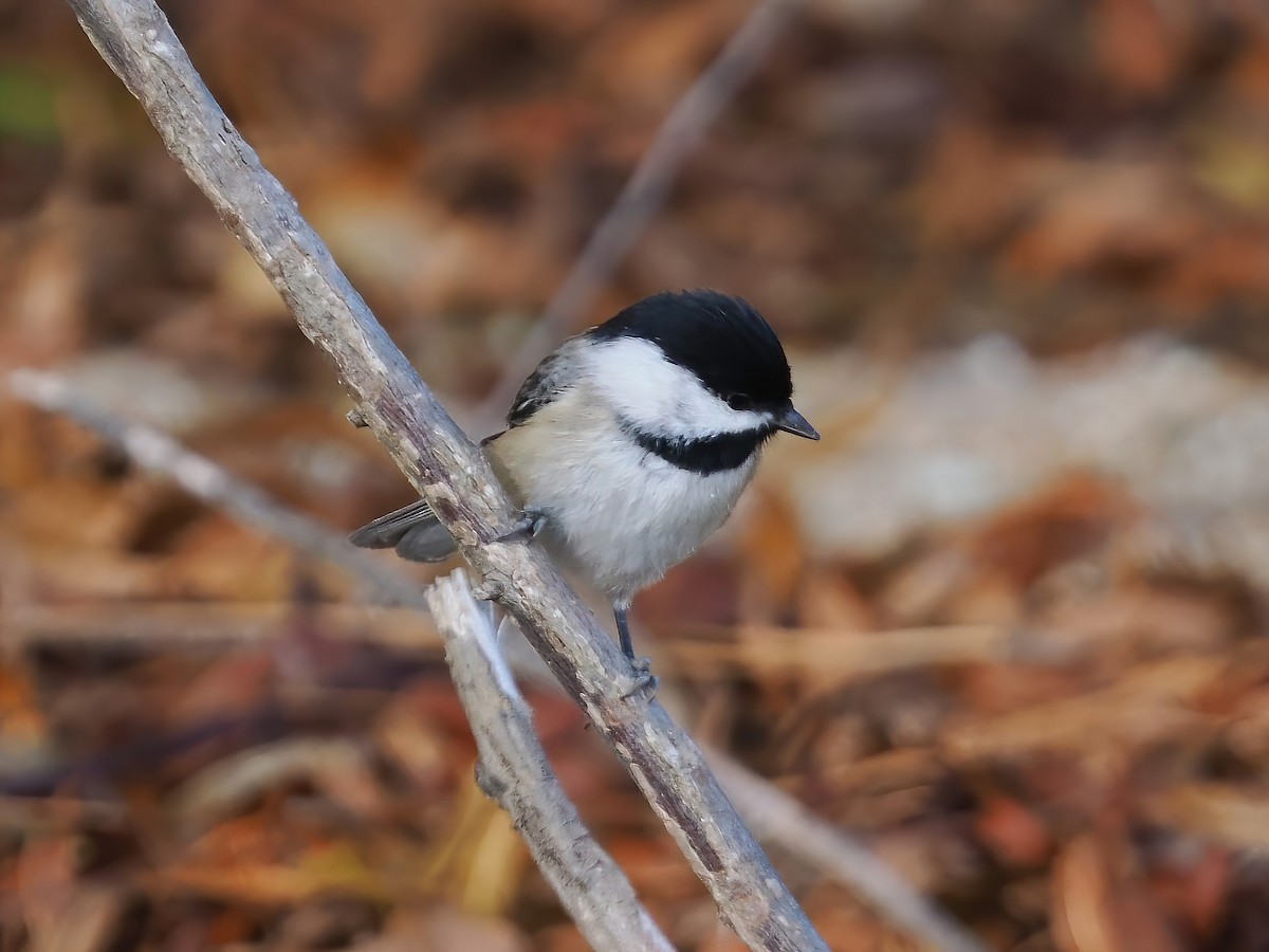 Carolina Chickadee - ML610937547