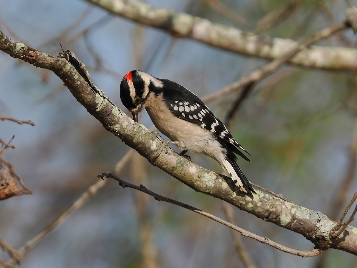 Downy Woodpecker - ML610937550