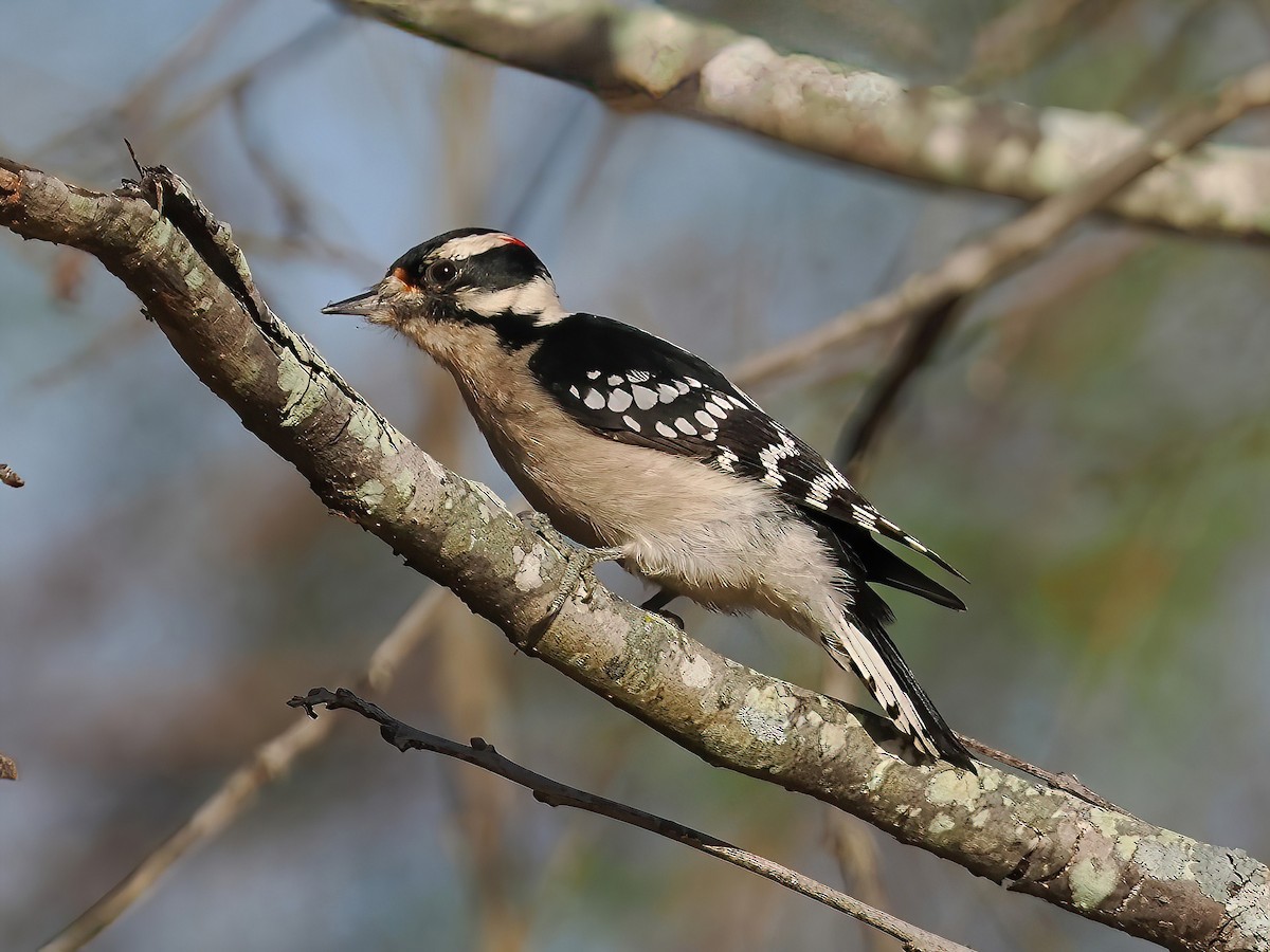 Downy Woodpecker - ML610937551