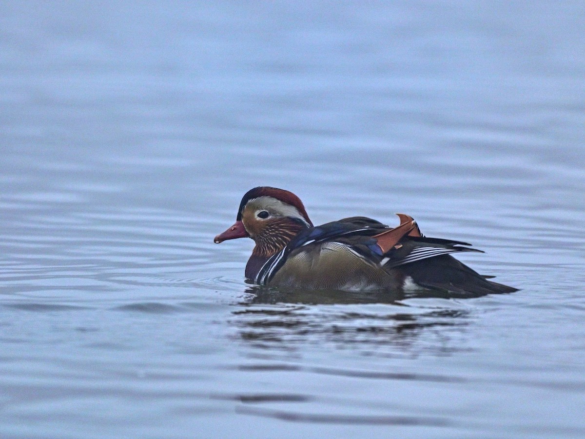 Mandarin Duck - ML610937555