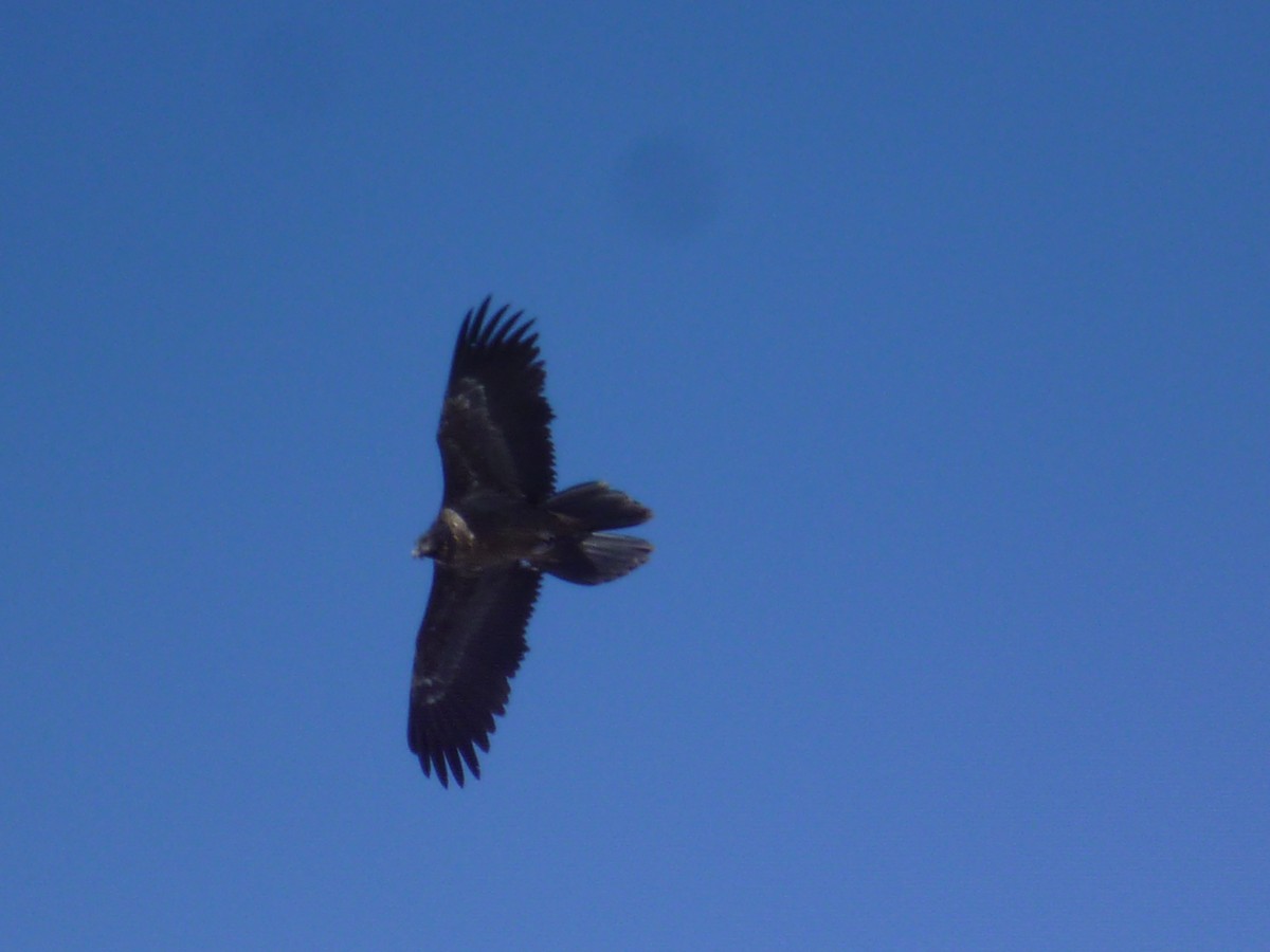 Bearded Vulture - ML610937560
