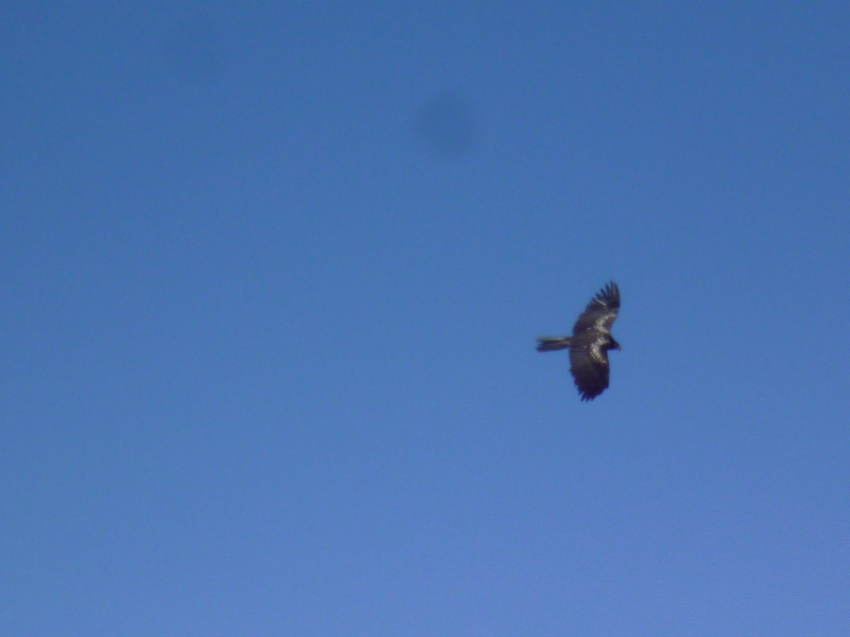 Bearded Vulture - ML610937569