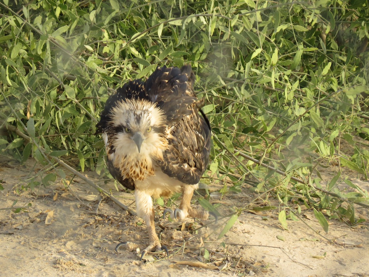 Águila Pescadora - ML610937575