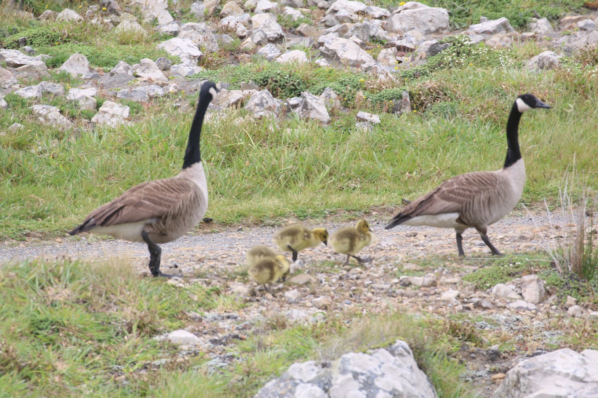 Canada Goose - Geoff de Lisle