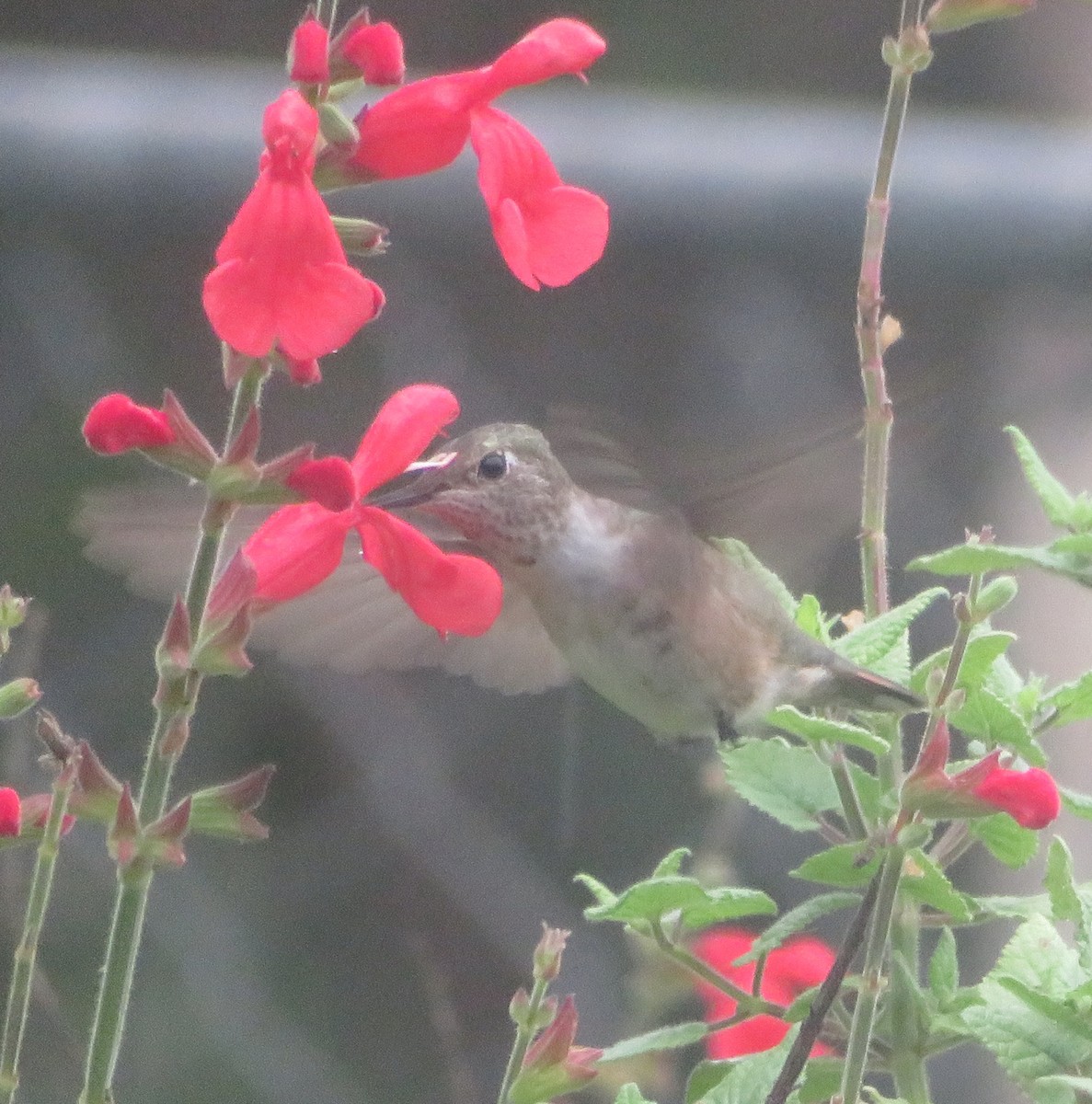 Broad-tailed Hummingbird - ML610937632