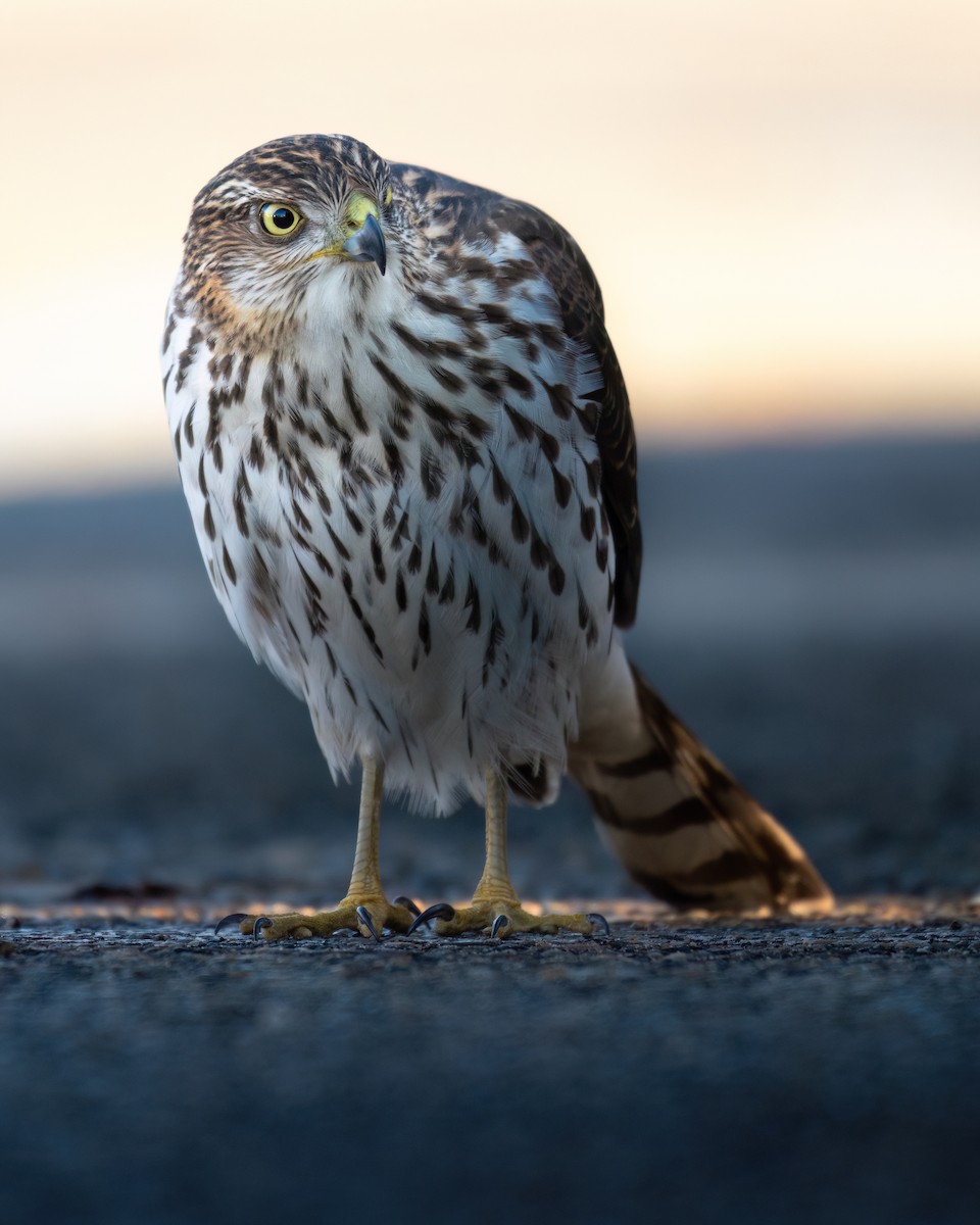 Cooper's Hawk - ML610937685