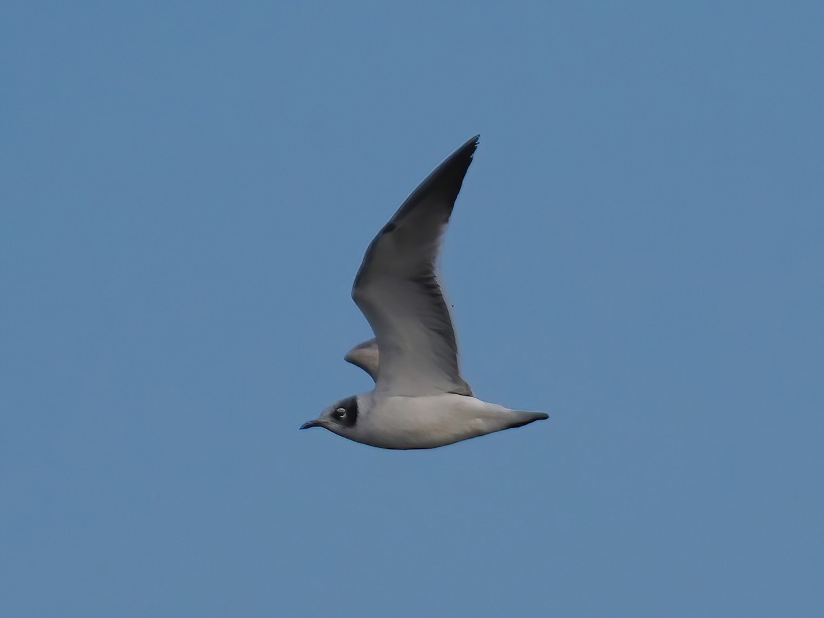 Franklin's Gull - ML610937721