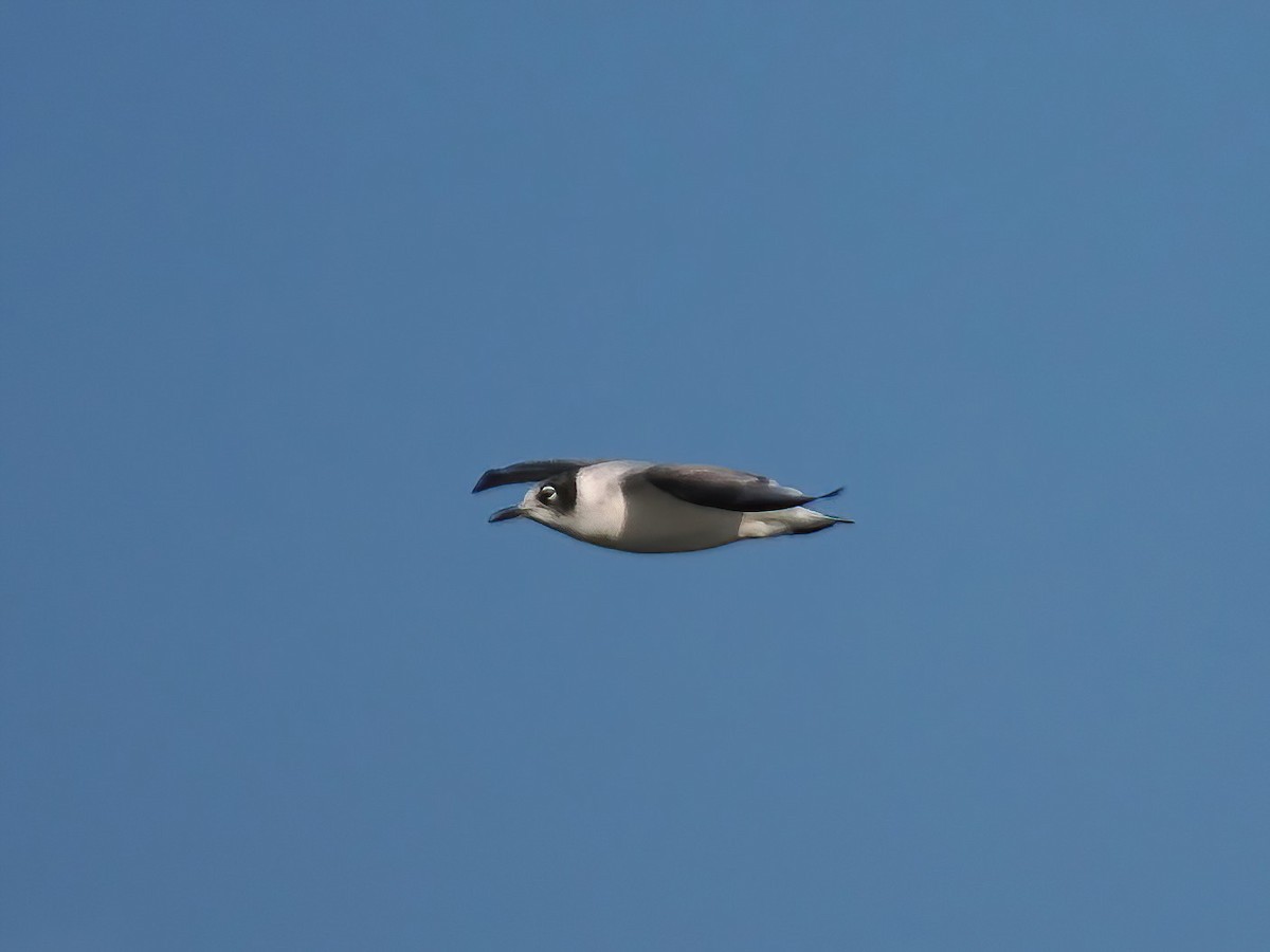 Franklin's Gull - ML610937722