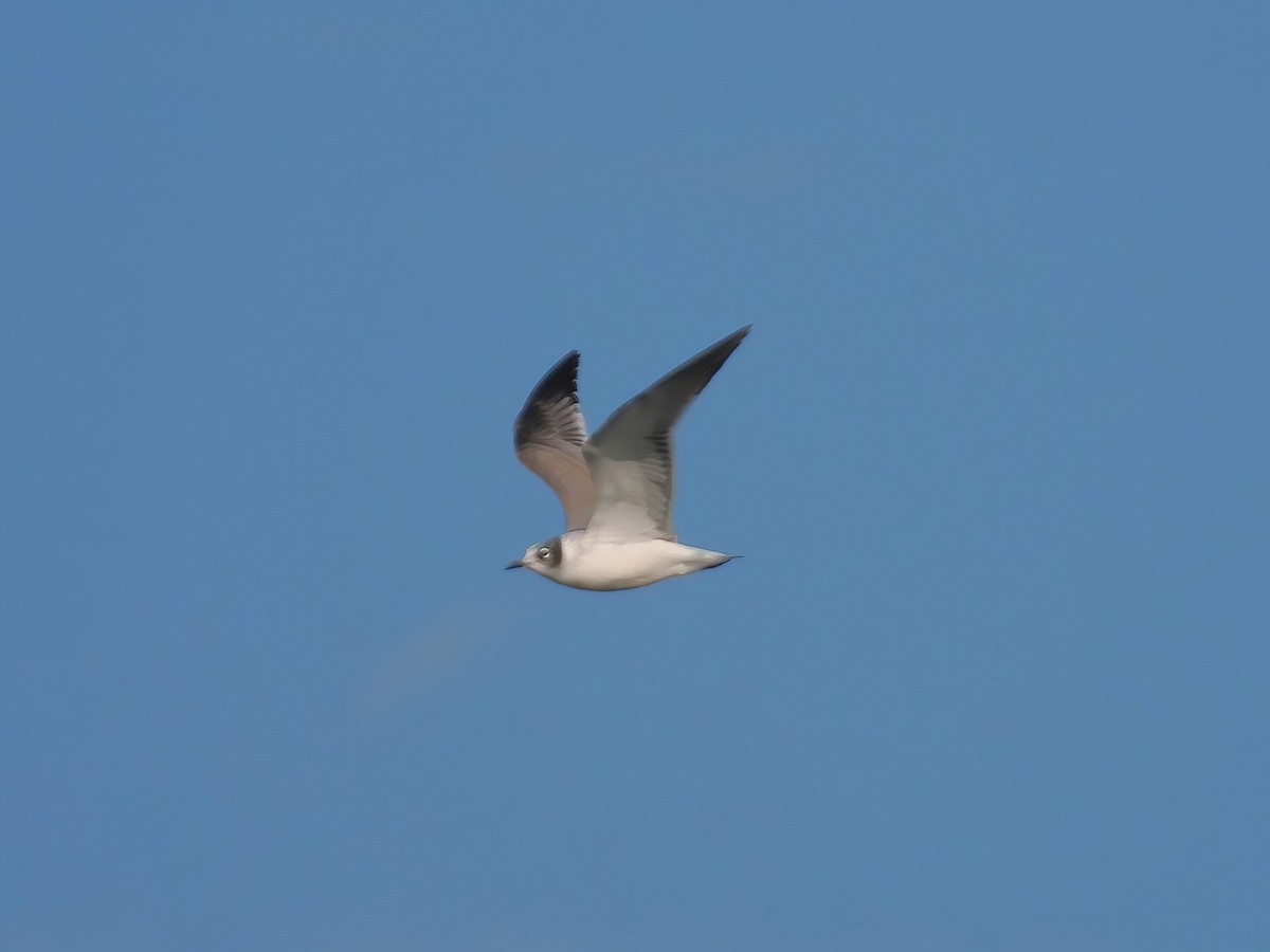 Franklin's Gull - ML610937723