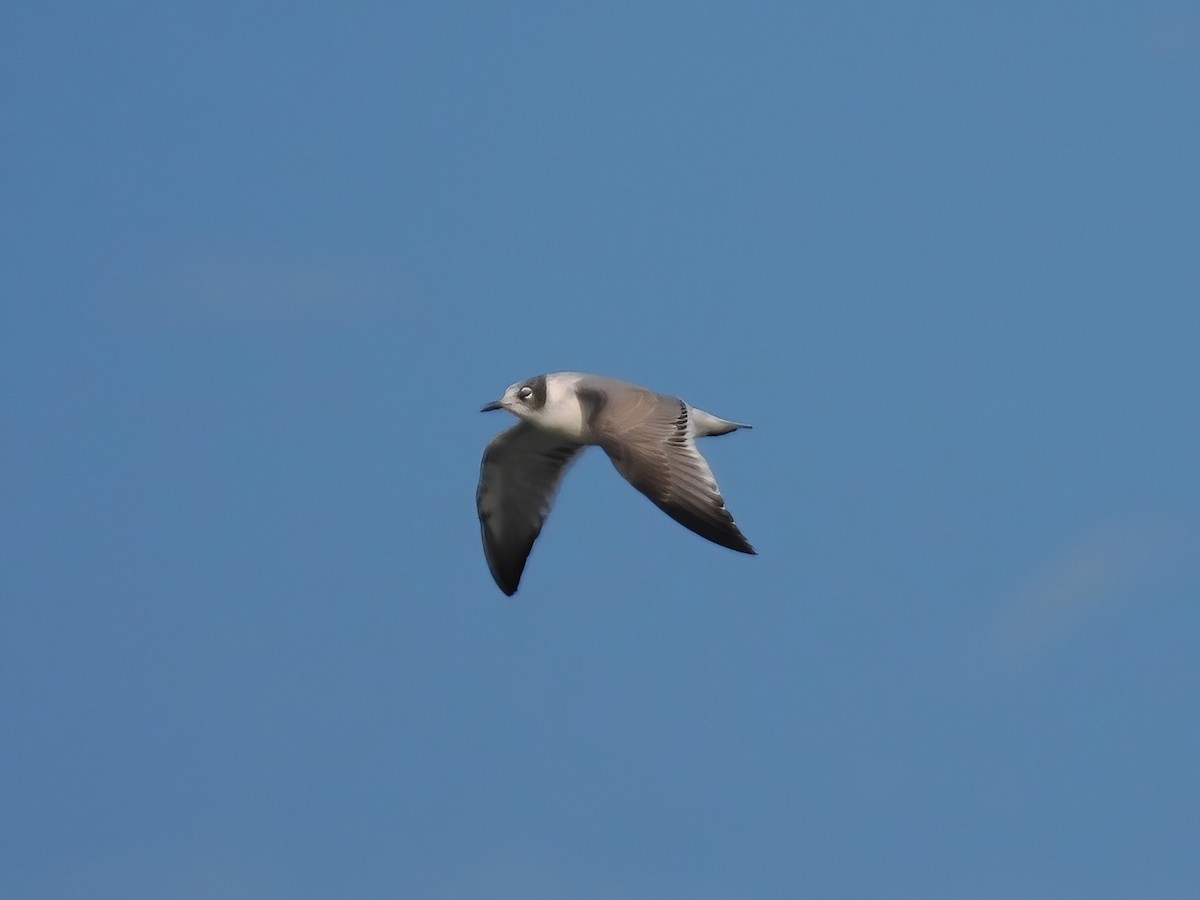 Franklin's Gull - ML610937724