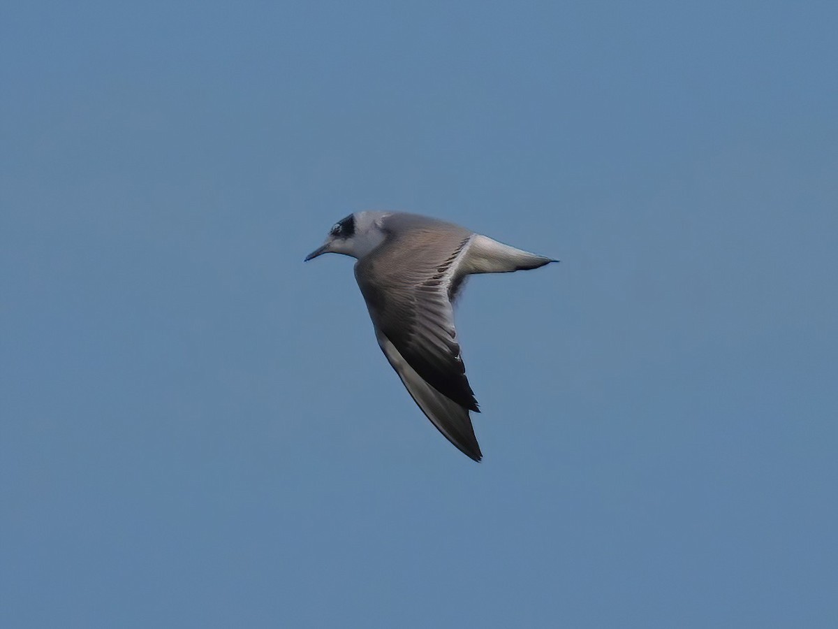 Franklin's Gull - ML610937727