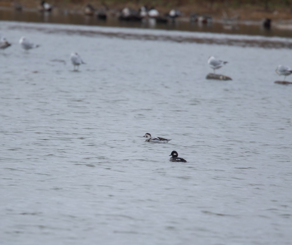 Long-tailed Duck - ML610937886