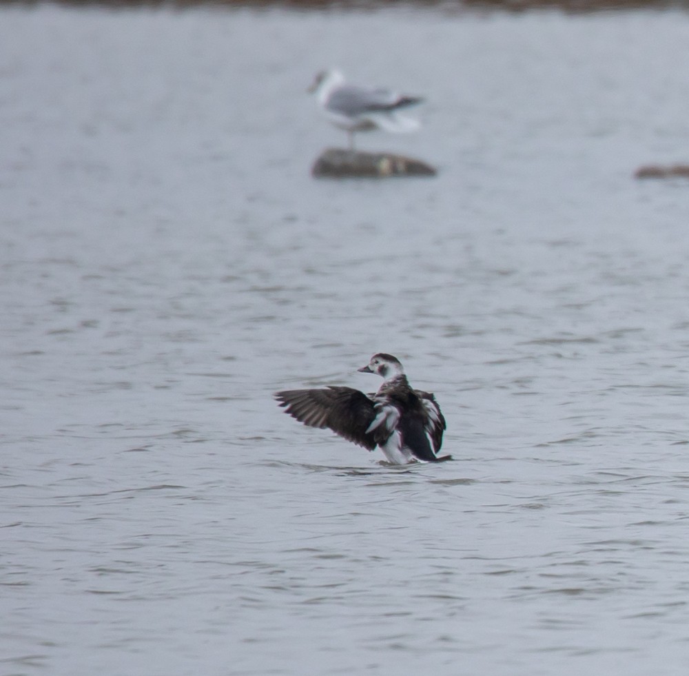 Long-tailed Duck - ML610937887
