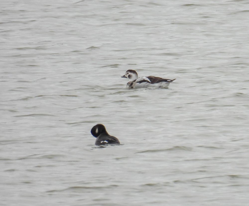 Long-tailed Duck - ML610937888