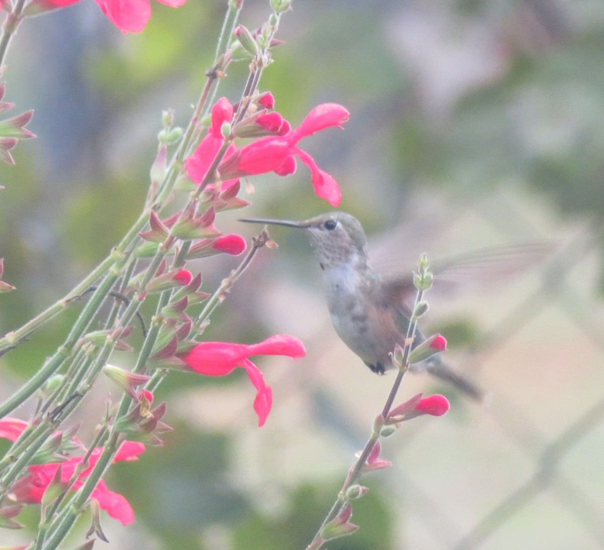 Broad-tailed Hummingbird - ML610937896
