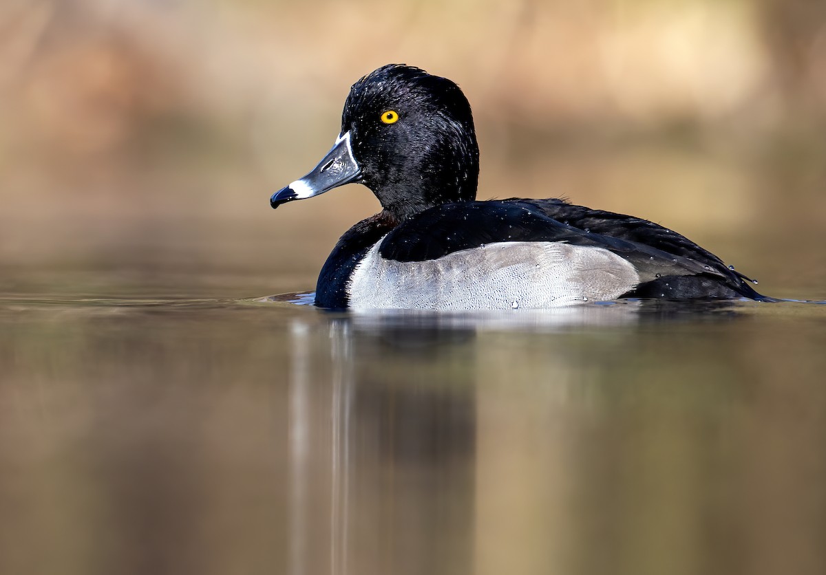 Ring-necked Duck - ML610937910