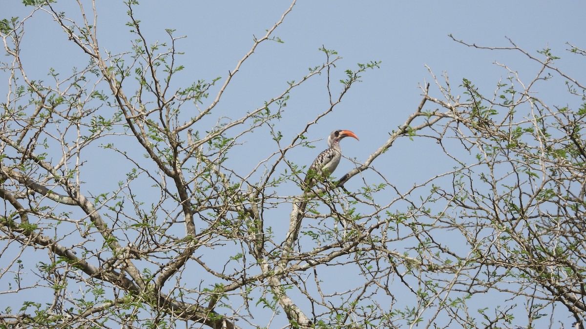 Western Red-billed Hornbill - Wim Heylen