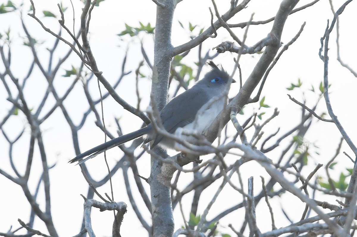 Verreaux's Coua - Andreas Deissner