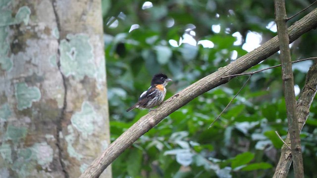 Rufous-sided Broadbill - ML610937988