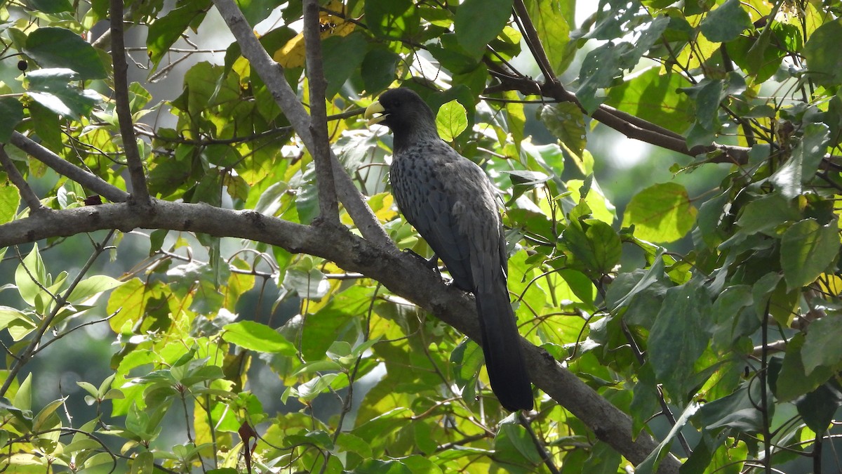 Turaco Gris Occidental - ML610938004