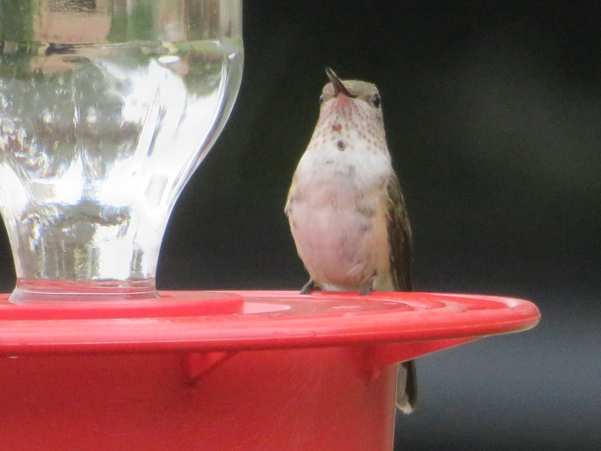 Broad-tailed Hummingbird - ML610938047
