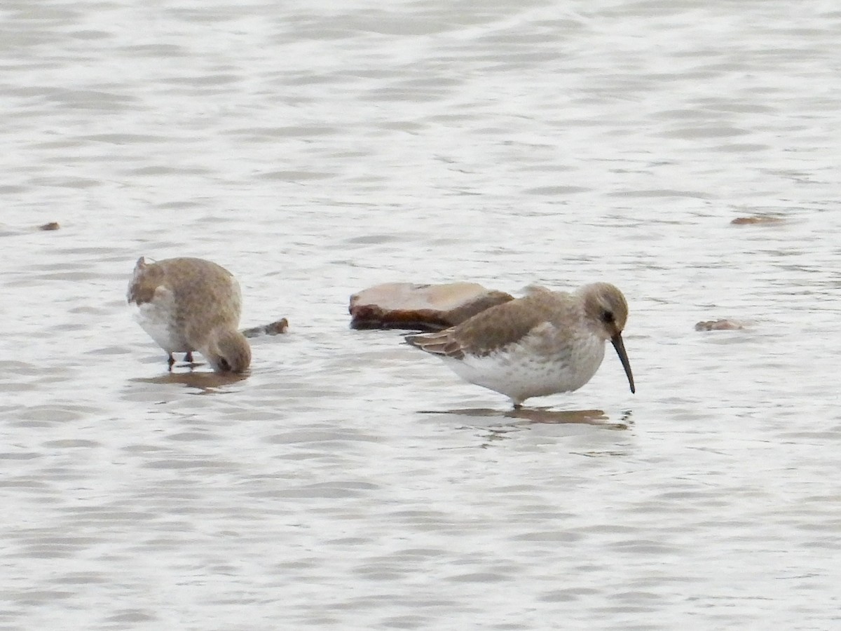 Dunlin - ML610938049