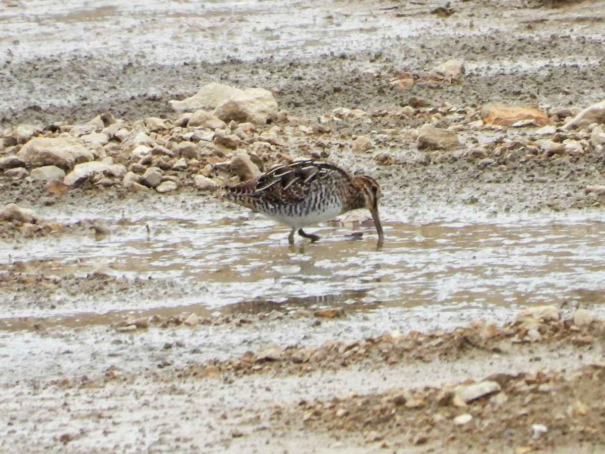 Wilson's Snipe - ML610938083