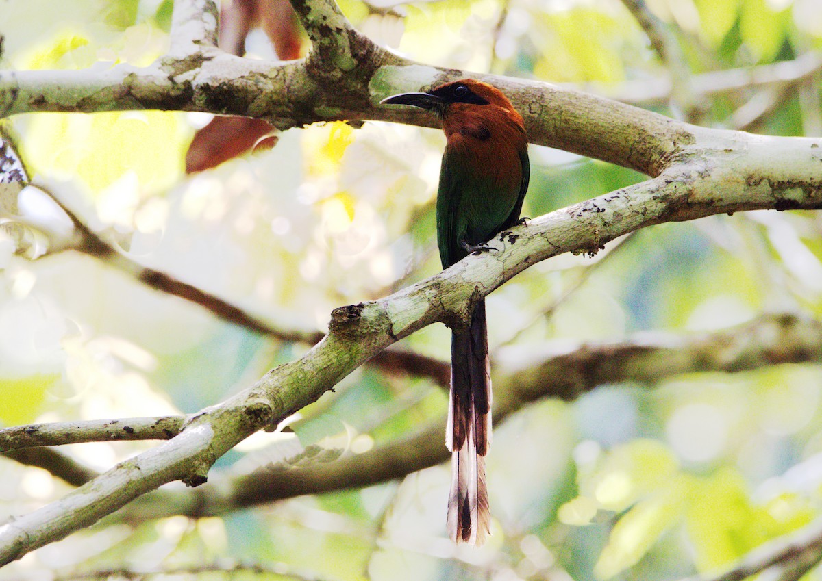 Broad-billed Motmot - ML610938127
