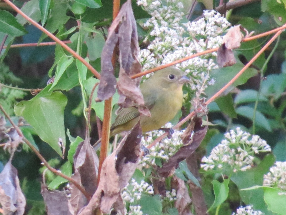 Painted Bunting - ML610938131