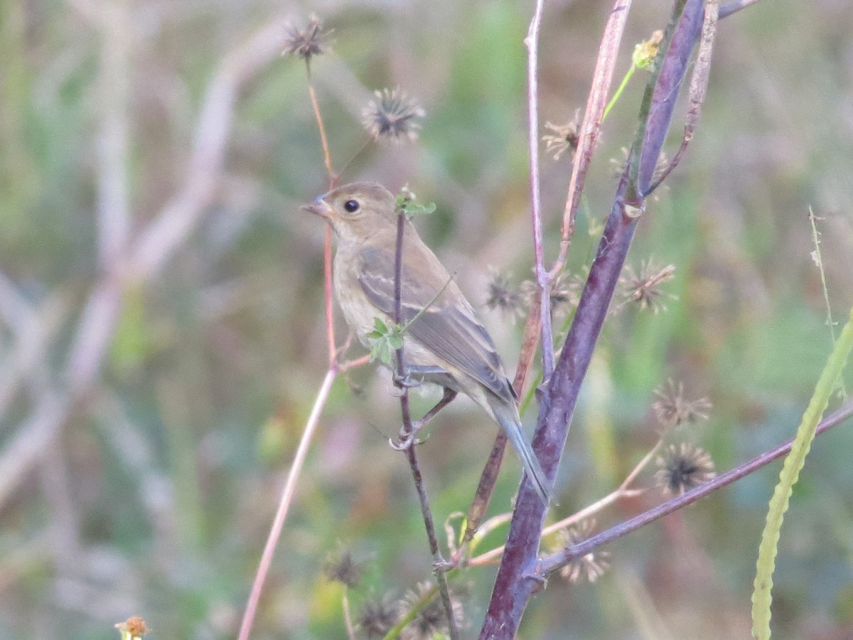 Indigo Bunting - Robert Lengacher