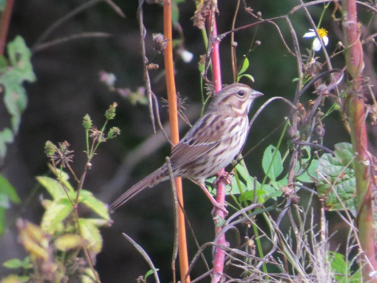 Song Sparrow - Robert Lengacher