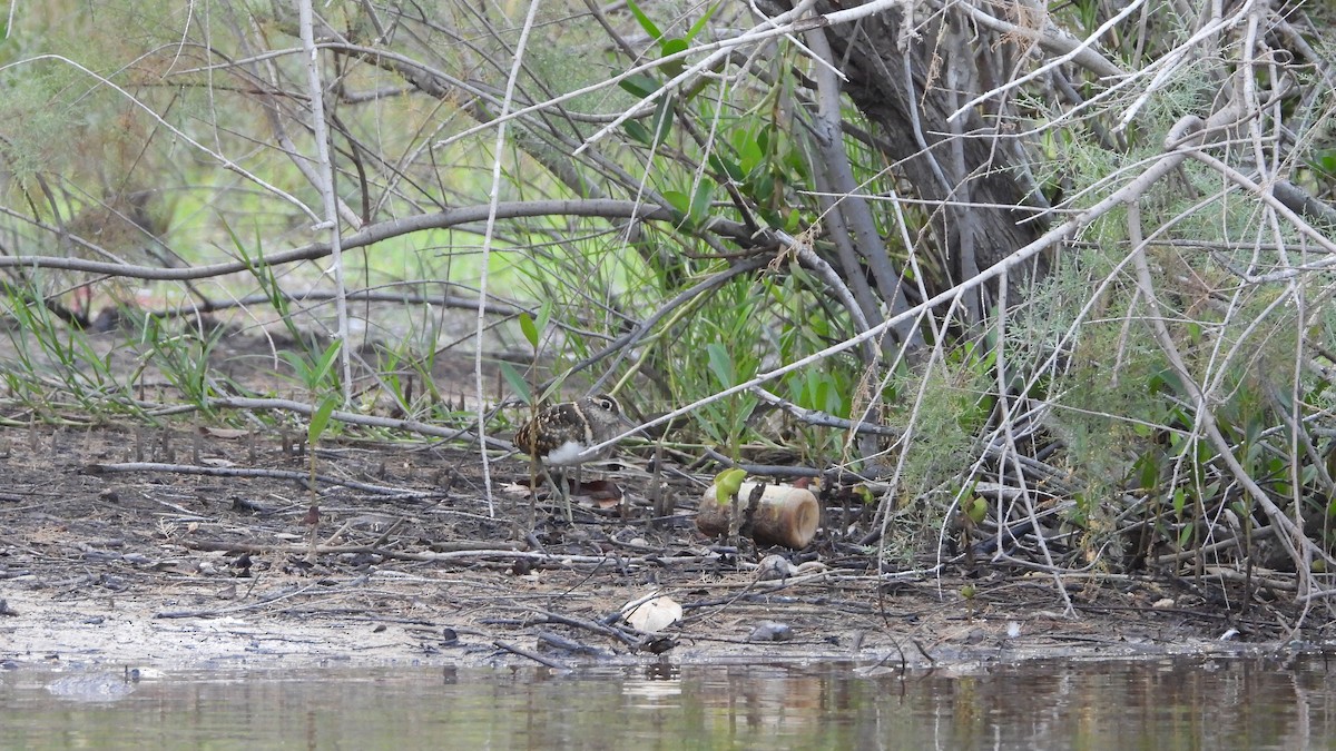 Greater Painted-Snipe - ML610938150