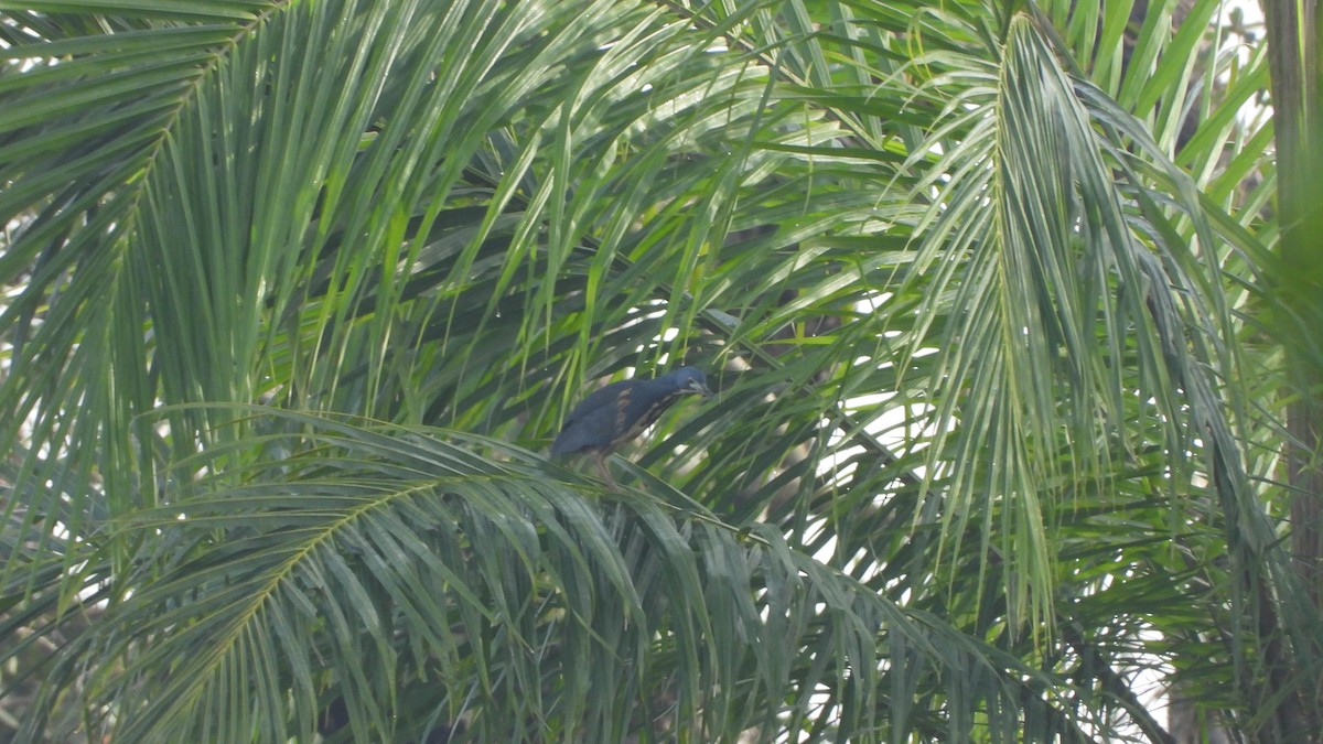 Dwarf Bittern - ML610938231