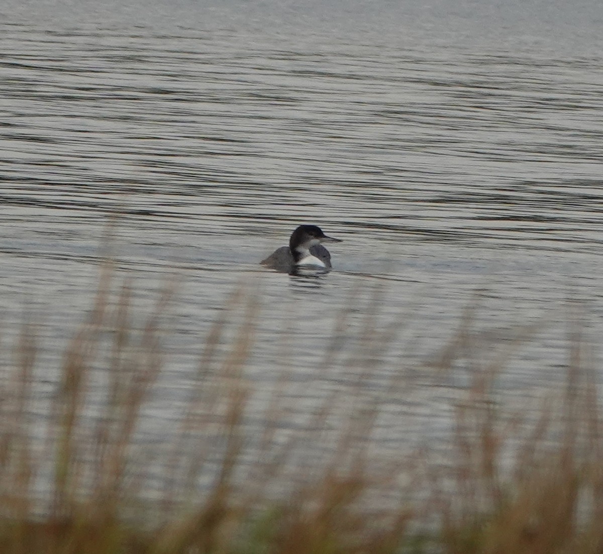 Plongeon huard - ML610938242