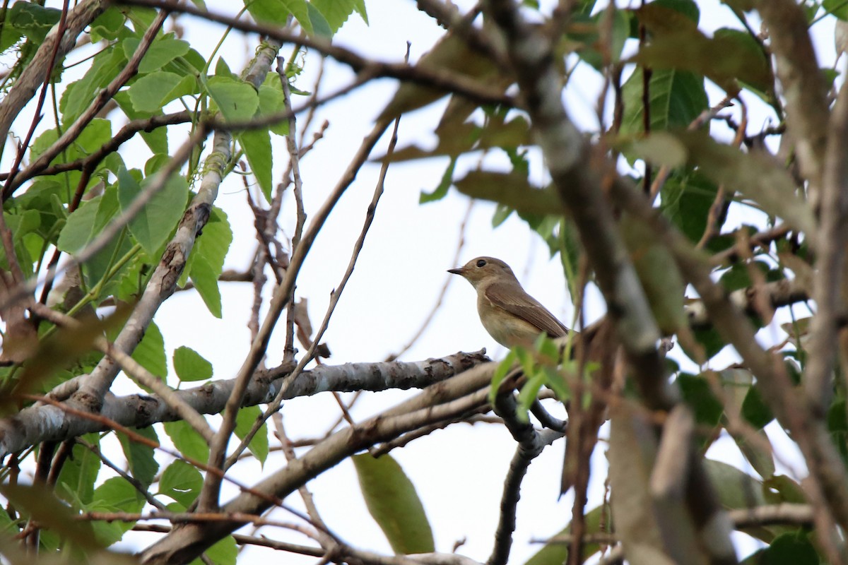 紅喉鶲 - ML610938250