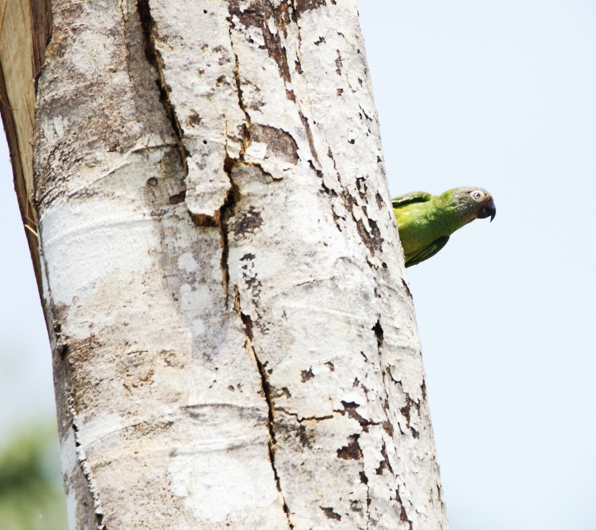 Dusky-headed Parakeet - ML610938270